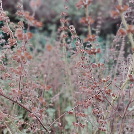 Hottub - Wellnesshuisje - Bos - Oudveluwe Nyaraló *