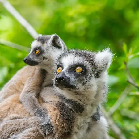 Hottub - Wellnesshuisje - Bos - Oudveluwe Nyaraló Voorthuizen