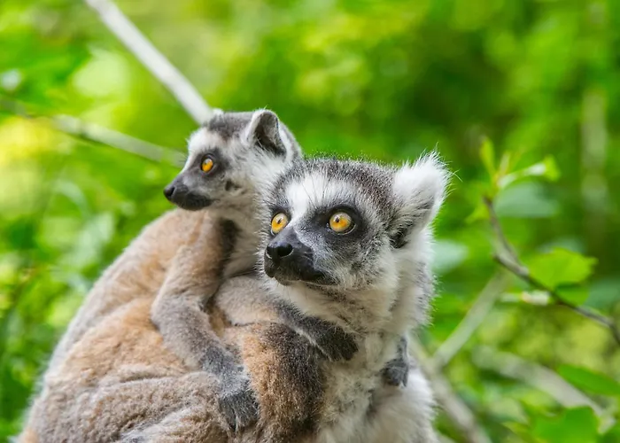 Hottub - Wellnesshuisje - Bos - Oudveluwe 度假居 福尔特赫伊曾