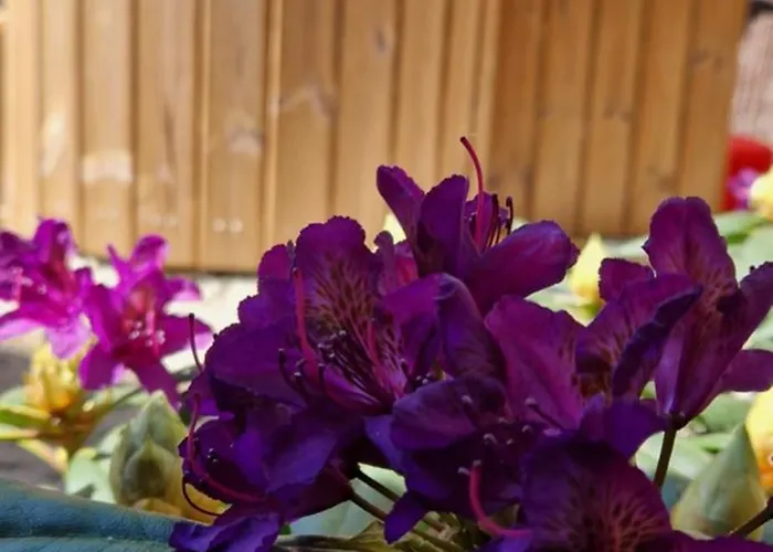 Hottub - Wellnesshuisje - Bos - Oudveluwe *